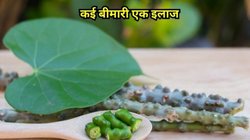 कैंसर से लड़ने के लिए अमृत है बेल, इम्यूनिटी बूस्ट के साथ बॉडी को मिलेंगे ये 3 फायदे, रिसर्च से हुआ खुलासा