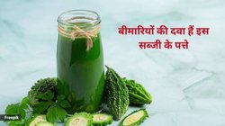 स्वाद में कड़वी ये पत्तियां सेहत के लिए हैं अमृत, रोज़ इन्हें चबा लें तो Sugar हो जाएगा नॉर्मल, जानिए फायदे