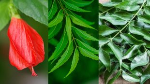 hair loss । Medicinal Leaves । hair growth