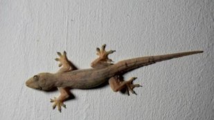 lizards। pests। summer season