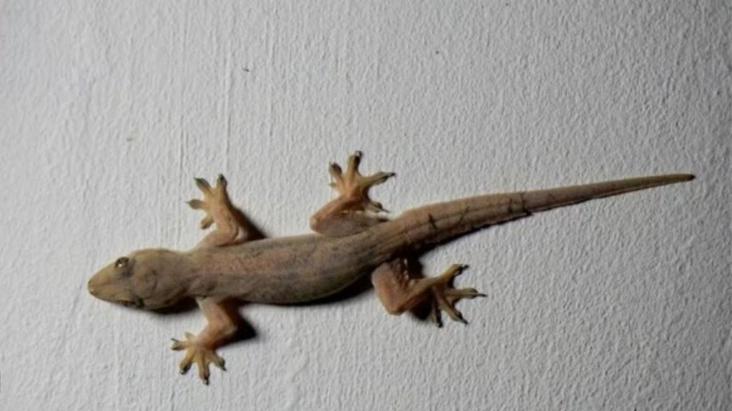 lizards। pests। summer season lizards। pests। summer season