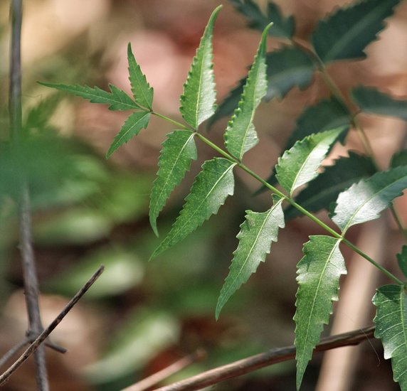 neem leaves