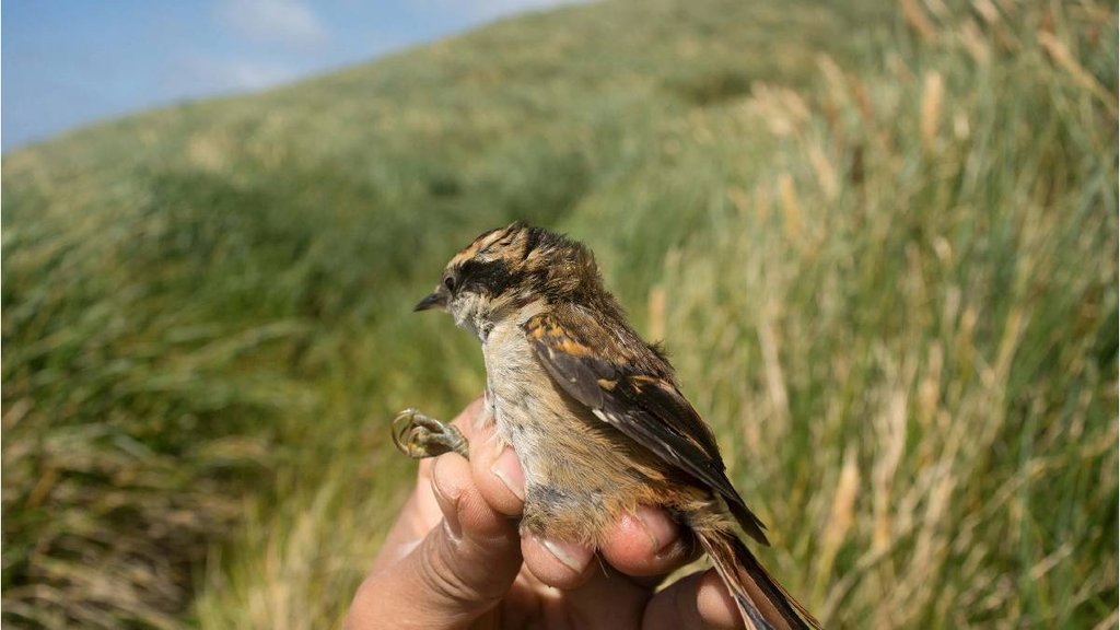 sparrows