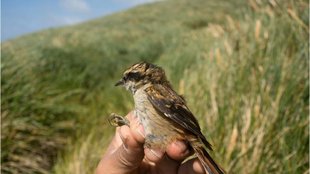 sparrows