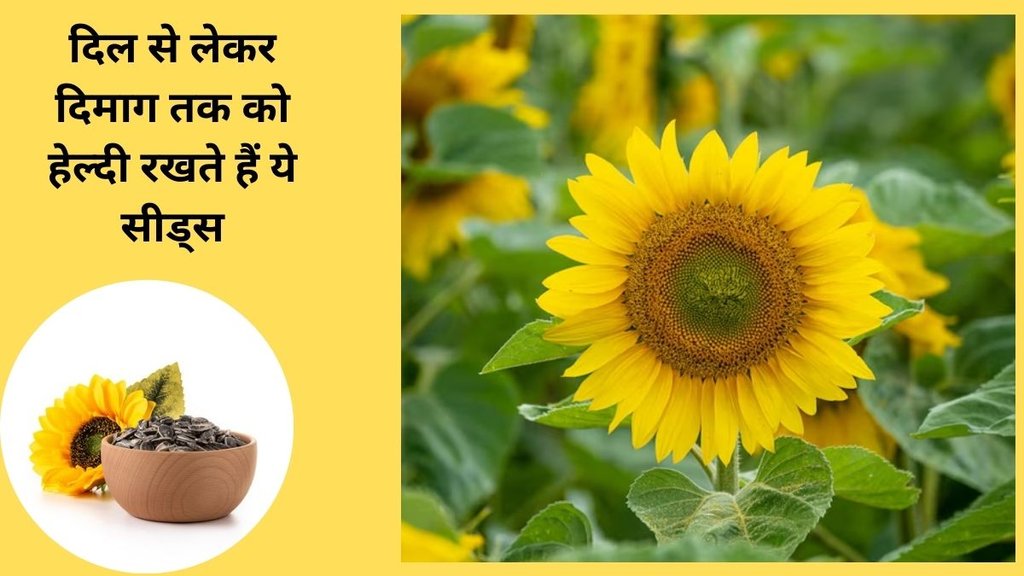 Health Benefits of Sunflower Seeds In Hindi, surajmukhi ke beej ke fayde, सूरजमुखी के बीज को कैसे खाएं, सूरजमुखी के बीज की तासीर, सूरजमुखी के बीज का सेवन कैसे करे,