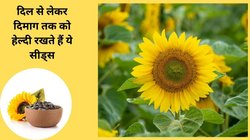 Sunflower Seeds: सेहत के लिए अमृत हैं ये सीड्स, रोज़ मुट्ठी भर खाली पेट खाएं, बीपी से लेकर शुगर तक हो जाएगा नॉर्मल