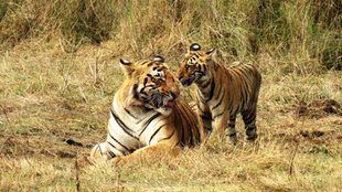 tiger reserves | madhya pradesh |