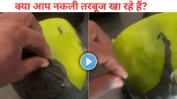 लोगों की जिंदगी से खेल! आप जो तरबूज खरीद रहे हैं वह प्लास्टिक का हो सकता है, खाने से पहले जरूर देखें ये Viral Video