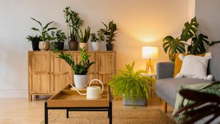 Best cooling plants for summer in india | Indoor plants that absorb heat | plants to keep your house cool