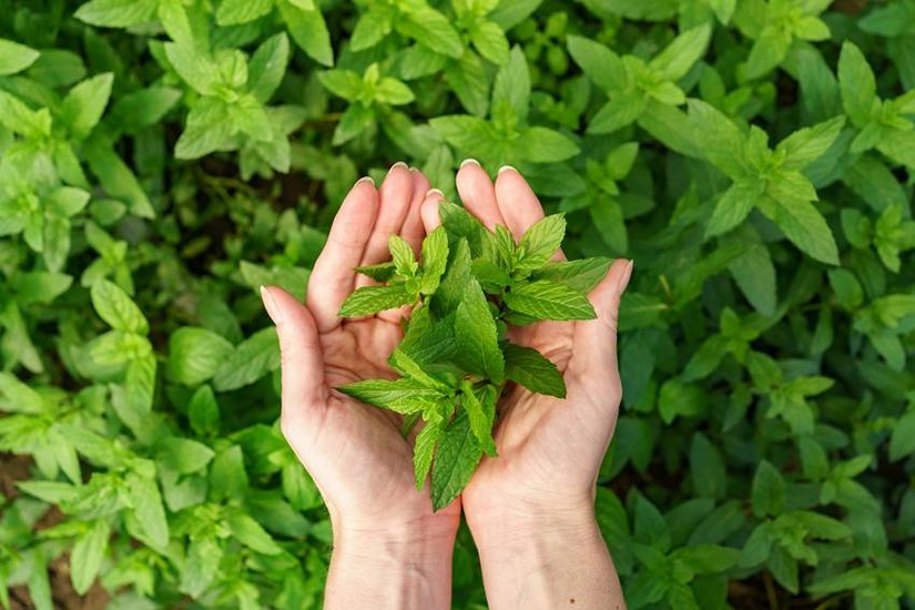 Natural cures for bad breath