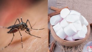 Camphor For Mosquito Prevention । Mosquito Prevention ।