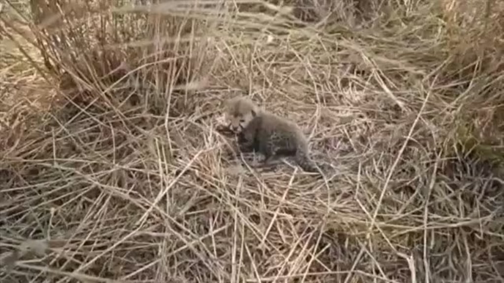 Cheetah cubs, Kuno National Park, Bhupender Yadav, Namibia, South Africa, Wildlife