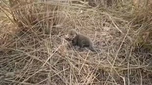 Cheetah cubs, Kuno National Park, Bhupender Yadav, Namibia, South Africa, Wildlife