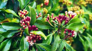 Clove Trees। Grow Clove Tree