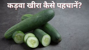 bitter cucumber|khera|cucumber