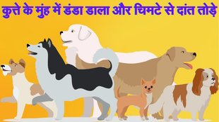 Dog Attacked, madhya pradesh news, bhind news