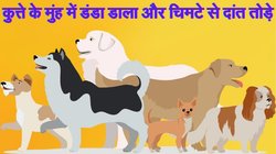 मध्य प्रदेश: लोगों ने चिमटे से कुत्ते के दांत तोड़े, पांच के खिलाफ मामला दर्ज