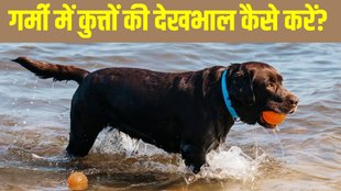 Dog care tips । Dog caring tips । How to take good care of dog in summer