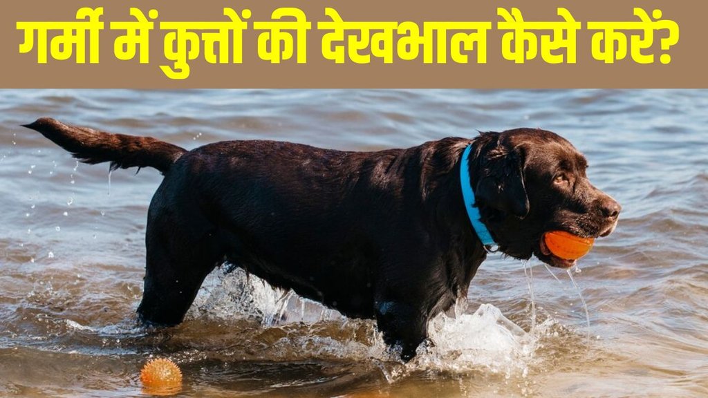 Dog care tips । Dog caring tips । How to take good care of dog in summer