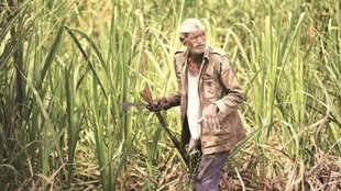 Farmers, PM modi, Sugarcane farmers