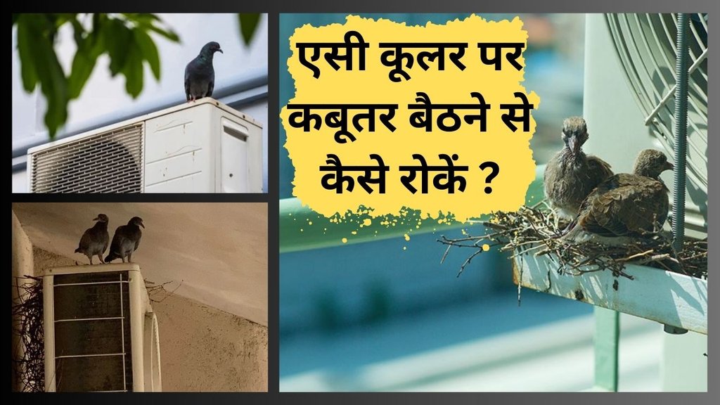 pigeons। AC। pigeon repellent home remedy