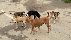 आवारा कुत्तों ने सड़क पर खेल रहे 7 साल के बच्चे पर किया हमला, पूरे शरीर को नोंच डाला, सिर के आधे खाल खा गए और…
