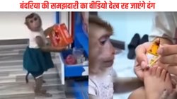 छोटी बच्ची के पैर में लगी थी चोट, देखते ही पालतू बंदरिया दौड़कर ले आई फर्स्ट एड बॉक्स और फिर…, दिल छू रहा Viral Video