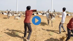 Cow Viral Video| Cow Video| Emotional Video
