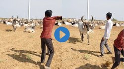 मैदान में घूम रही थी गाय, मालिक पर हमला होता देख दौड़कर आई और फिर जो हुआ…, Viral Video देख आंखों में आ जाएंगे आंसू