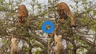 tiger| Viral Video| Tiger Viral Video