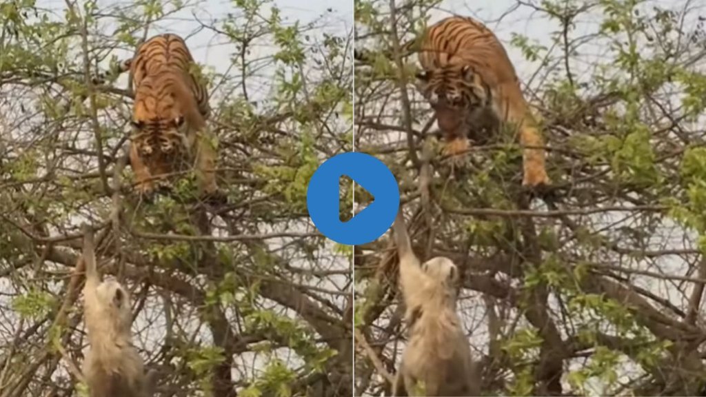 tiger| Viral Video| Tiger Viral Video