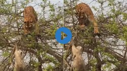 बंदर का शिकार करने पेड़ पर चढ़ गया विशालकाय बाघ, लगाई जोर की छलांग तभी…, हैरान करने वाला Viral Video