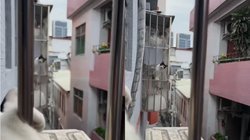 अलग-अलग बालकनी से सिर निकालकर एक-दूसरे झांकते दिखीं बिल्लियां, Viral Video देख यूजर्स बोले – कोई इनकी लव स्टोरी पूरी कर दो