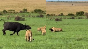 Lion attack buffalo, Mother buffalo defends calf, Herd defends calf
