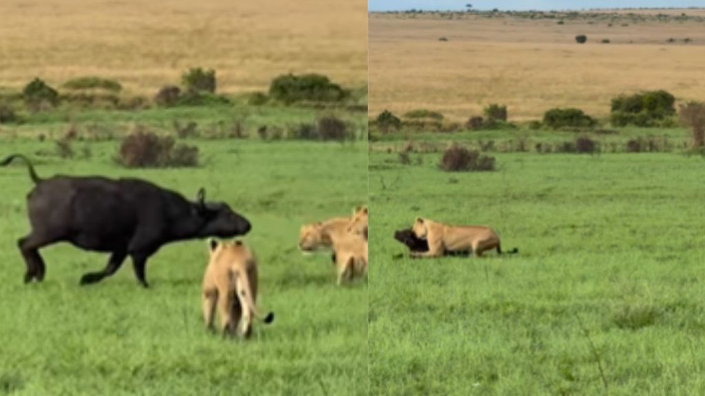 Lion attack buffalo, Mother buffalo defends calf, Herd defends calf