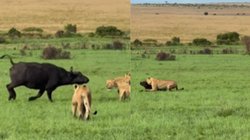 बछड़े को बचाने के लिए शेर के झुंड से भिड़ गई भैंस, दिल की धड़कनें बढ़ा रहा भीषण युद्ध का Viral Video