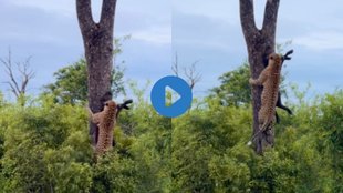 Cheetah| Cheetah Viral Video| Animal Viral Video