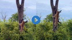 जबड़े में शिकार किए बछड़े को दबाकर बिजली की फूर्ती से पेड़ पर चढ़ गया चीता, Viral Video देख सन्न रह गए यूजर्स