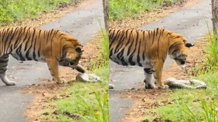 Tiger News| Tiger Viral Video| Python Viral Video