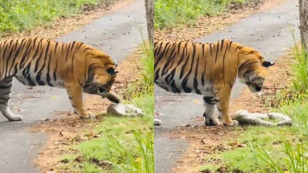 Tiger News| Tiger Viral Video| Python Viral Video