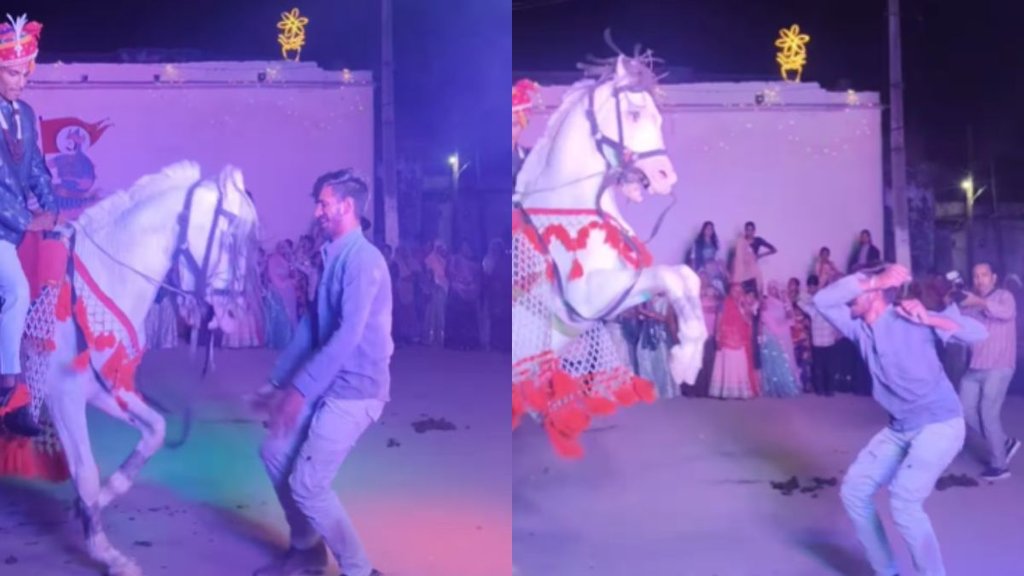 Horse| Horse Viral Video| Horse Video