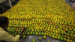 Mango Price: दक्षिण भारत के आम पहुंचने लगे दिल्ली, मंडी में मिलने लगे हमाम और सफेदा