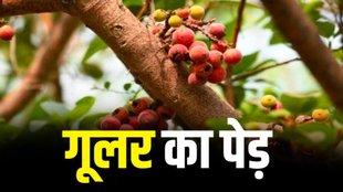 Root Of Goolar Benefits, Root Of Goolar