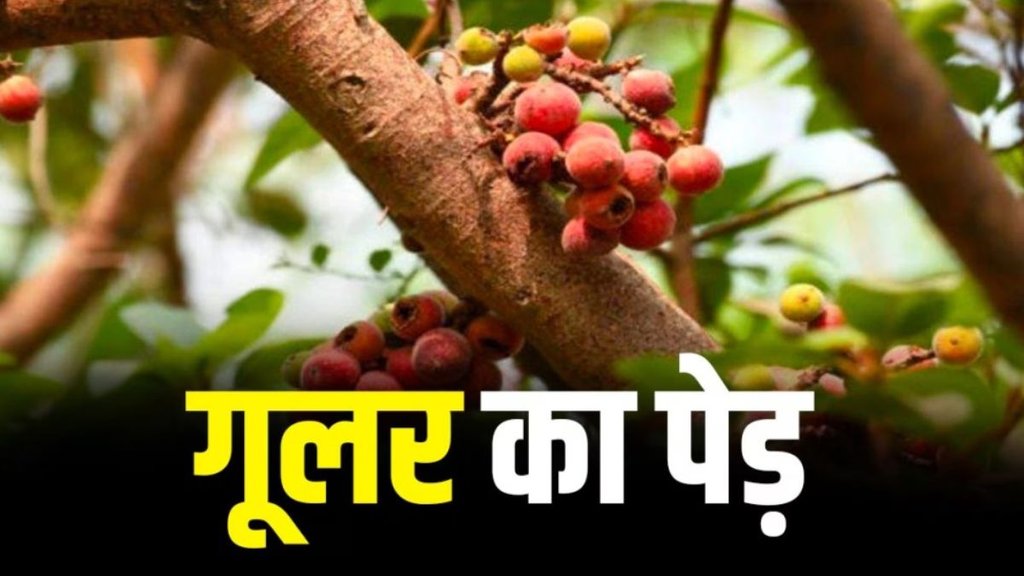 Root Of Goolar Benefits, Root Of Goolar