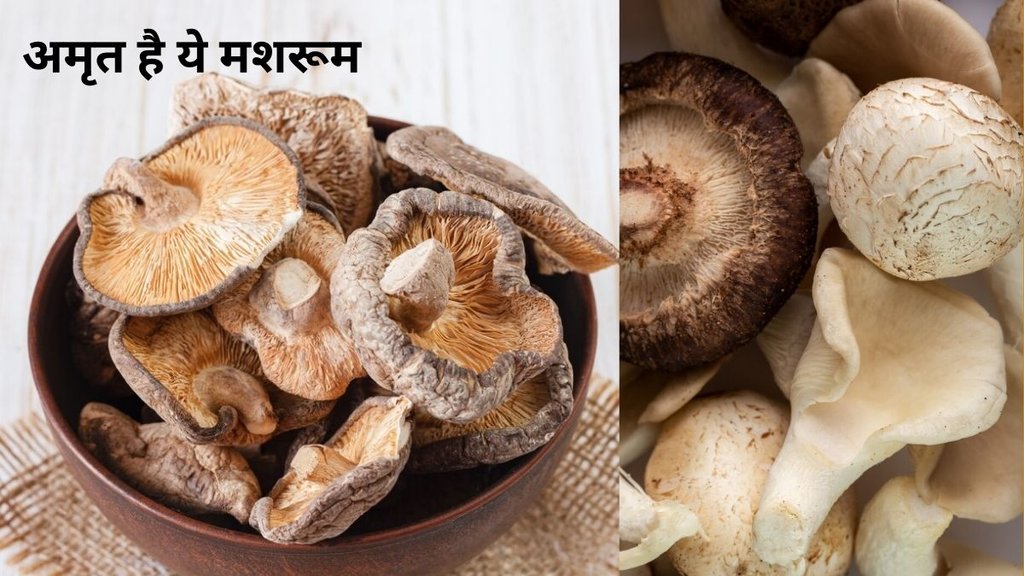 vitamin b12 deficiancy,Shiitake Mushroom, vitamin b12 deficiancy improve, health benefits of Shiitake Mushroom, मशरूम का सेवन करने से कैसे विटामिन बी 12 की कमी होती है पूरी