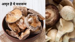 इस खास मशरूम को खाने से बॉडी में होती है Vitamin B 12 की कमी पूरी, ज्यादा नहीं थोड़ा भी है काफी, बॉडी को मिलेंगे ये 4 गजब के फायदे