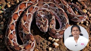 saap kate to kya kare | snake bites | snake bites treatment