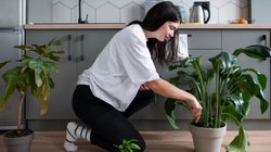 Snake Repellent Plants: इन 5 पौधों से पास भी नहीं आते सांप, घर की बालकनी में लगाने से 100 फीट रहते हैं दूर