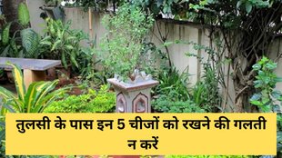 Tulsi Vastu Tips, Vastu Tips For Tulsi, Tulsi Ke Liye Vastu Tips, Vastu Shastra, Vastu Shastra For Tulsi, तुलसी के पास कभी न रखें ये 5 चीजें, Tulsi Puja Niyam, Tulsi Niyam, tulsi ke pass kya nahi rakhna chahiye