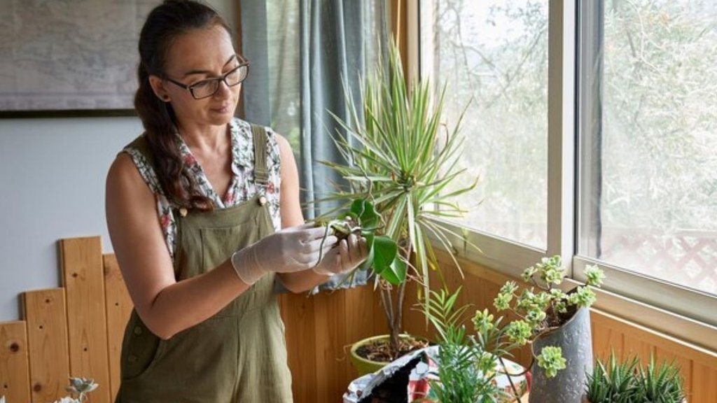 snake plant, Spider Plant, Peace Lily, affordable indoor plants for summer, budget indoor plants India, low maintenance houseplants